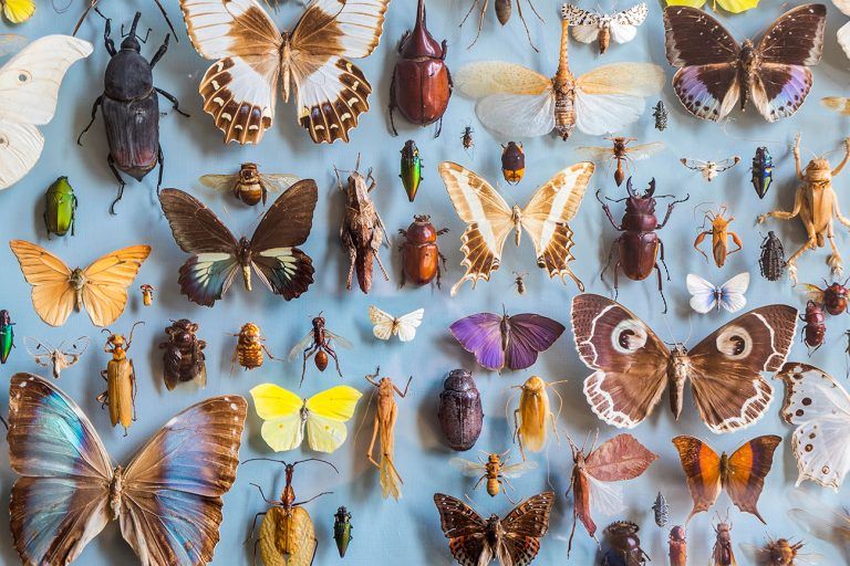 Wystawa „Fascynujący świat owadów”